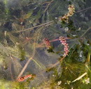 راهنمای نگهداری و پرورش گیاهان آکواریومی - پر طاووسی سنبله ای